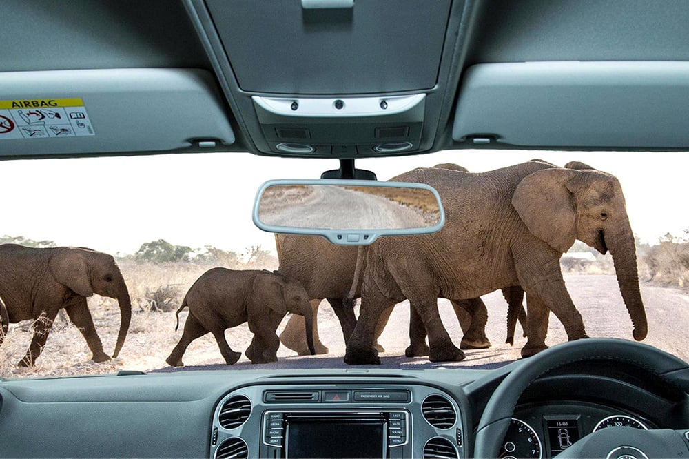 Luxury 4x4 Hire Namibia elephant crossing