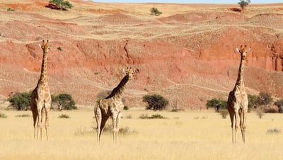 Giraffe in open landscape