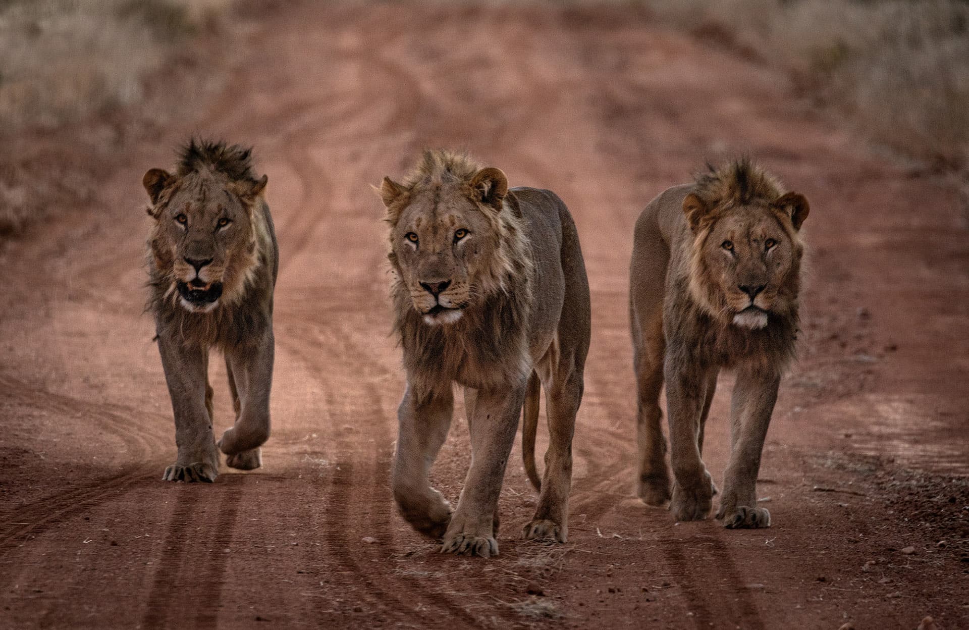 Löwen im Etosha Nationalpark, Namibia