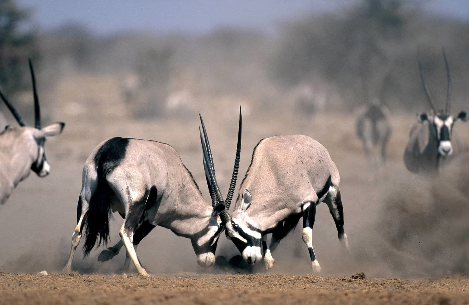 Oryx antelope fighting, Etosha, Namibia