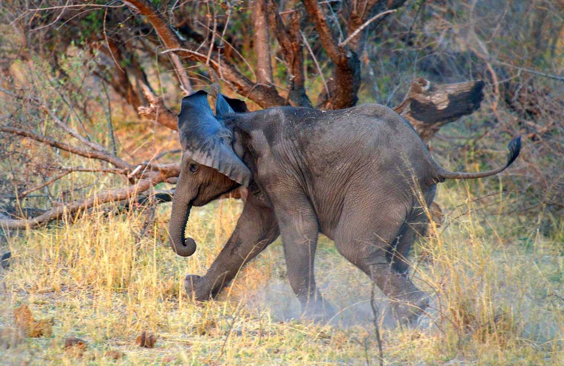 Elefantenjunges spielt, Sambesi-Region, Namibia