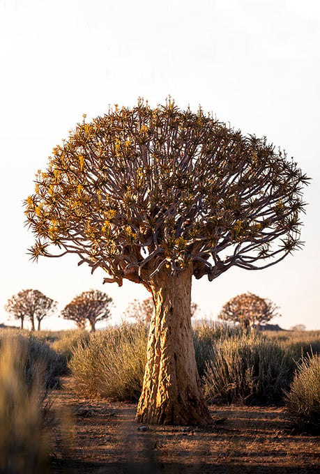 Quiver tree in the Fish River Canyon area, southern Namibia