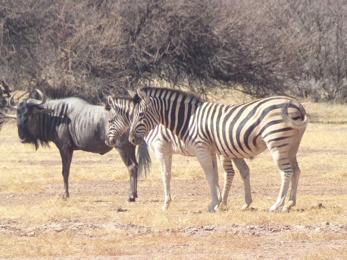 Blue wildebeest and zebra