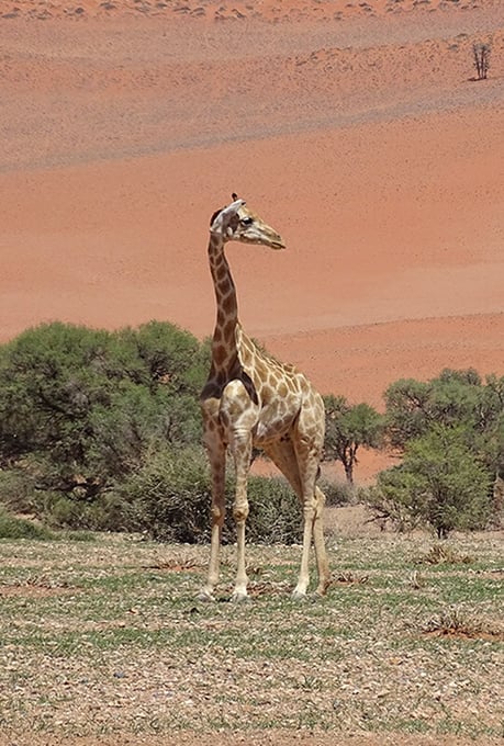Giraffe in one of Gondwana’s nature parks, Namibia