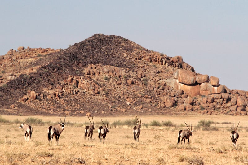 Oryx herd in Gondwana Canyon Park, Namibia