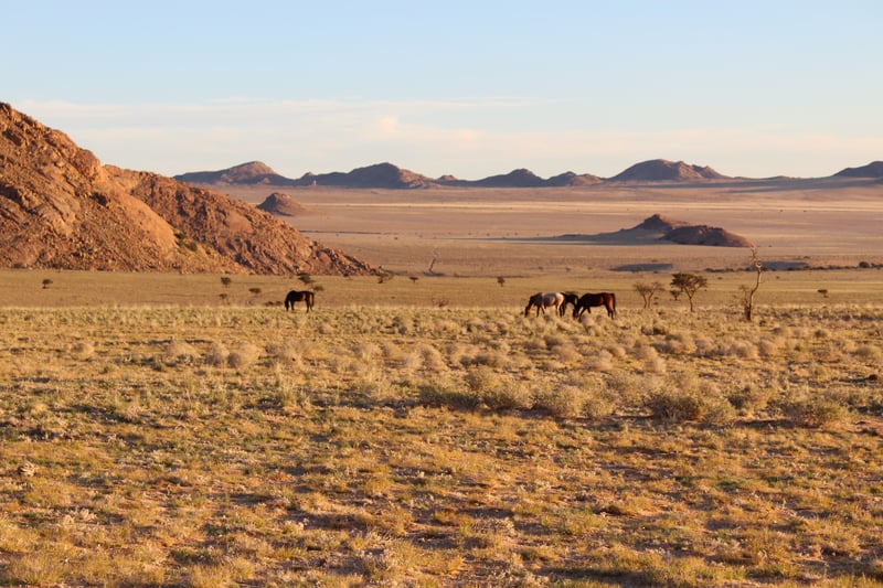 Wild horses of the Namib, Namibia