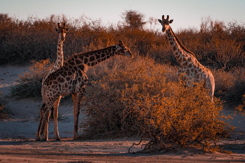 Giraffe in Gondwana Kalahari Park, Namibia