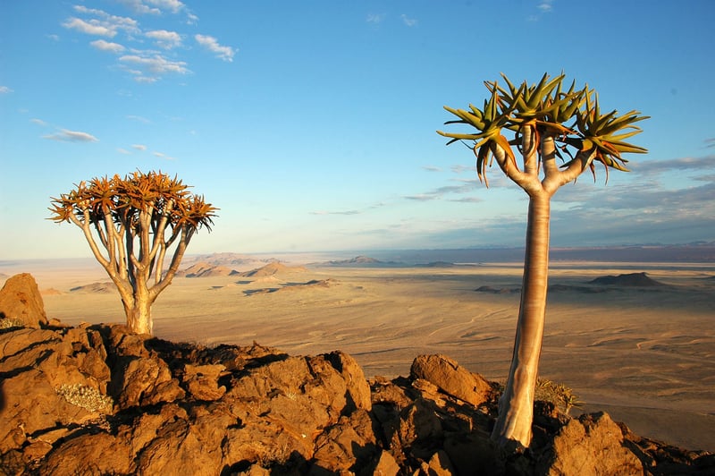 Quiver trees, mountains and plains at Klein-Aus Vista, Namibia