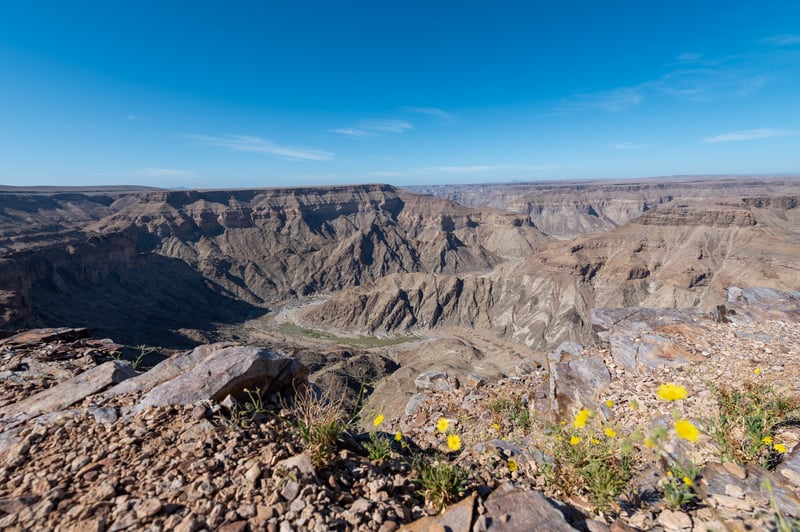 Yellow flowers across the Fish River Canyon landscape, southern Namibia