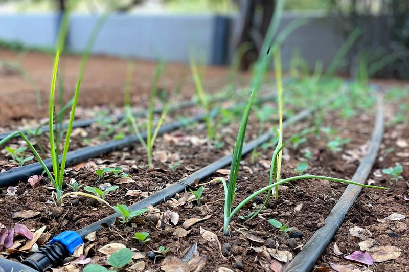 Drip irrigation growing chives at Damara Mopane Lodge, Namibia