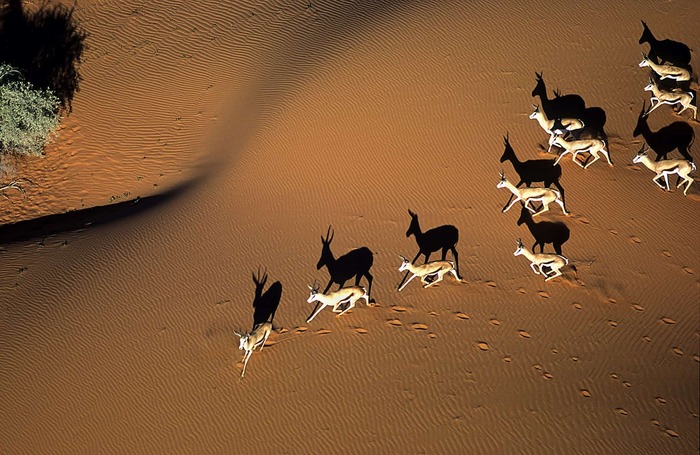 Springböcke in den Dünen der Kalahari, Namibia