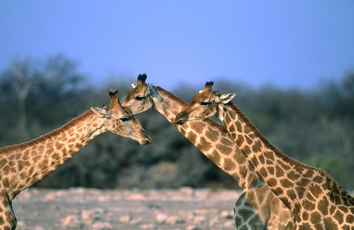 Giraffen im Etosha Nationalpark, Namibia