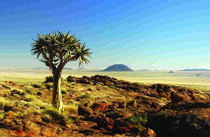 Köcherbaum in den Aus-Bergen, Namibia