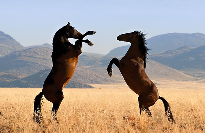 Wilde Pferde in der Namib, Namibia