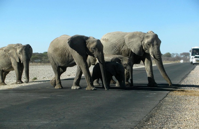 Elefanten überqueren die Straße, Etosha Nationalpark, Namibia