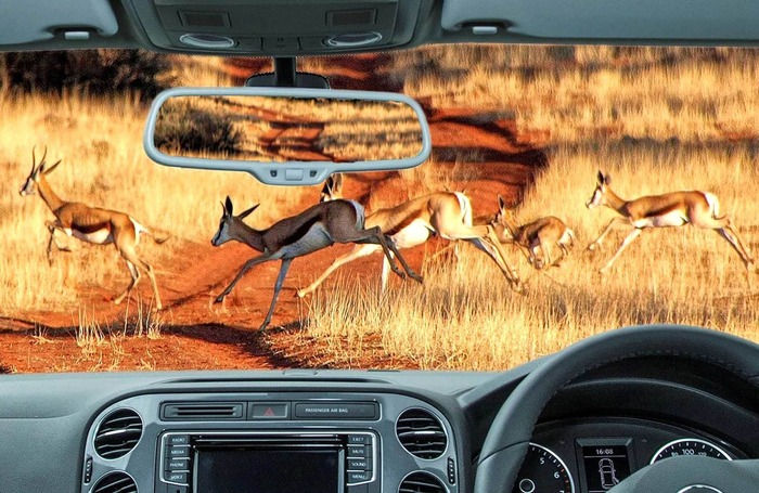 Springböcke laufen vor dem Auto über die Sandpiste, Namibia