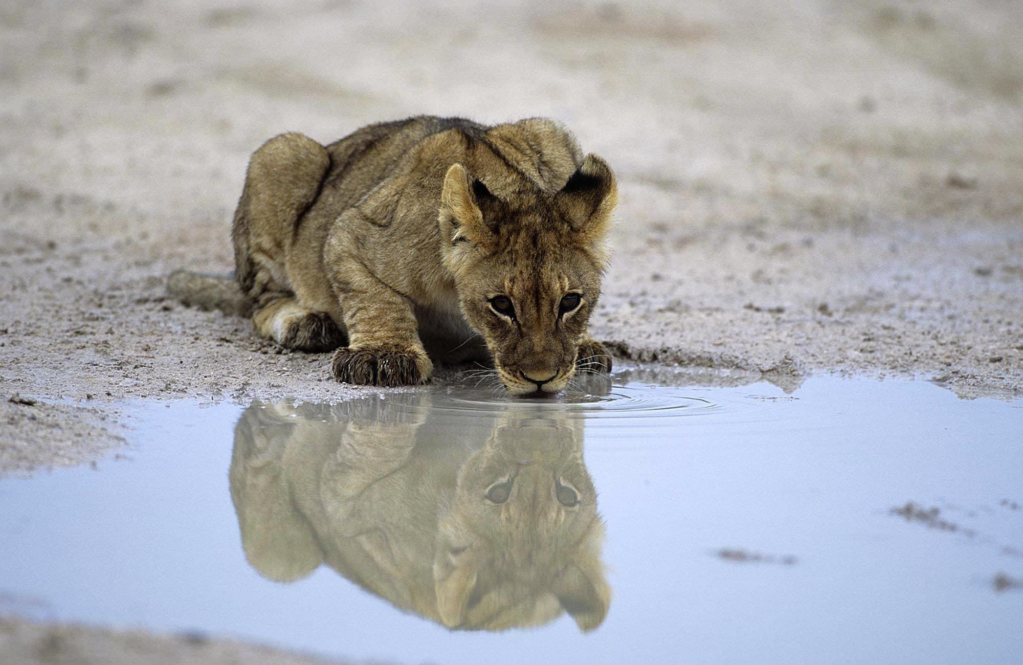Löwin trinkt am Wasserloch, Etosha, Namibia