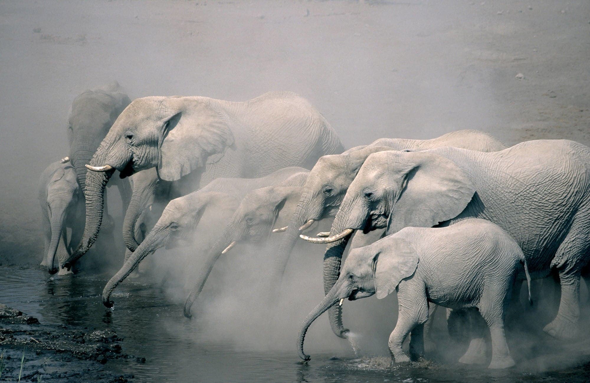 Elefantenherde am Wasserloch, Etosha, Namibia