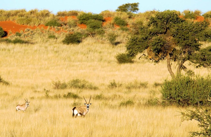 Gemsbock (Oryx-Antilope), Kalahari, Namibia