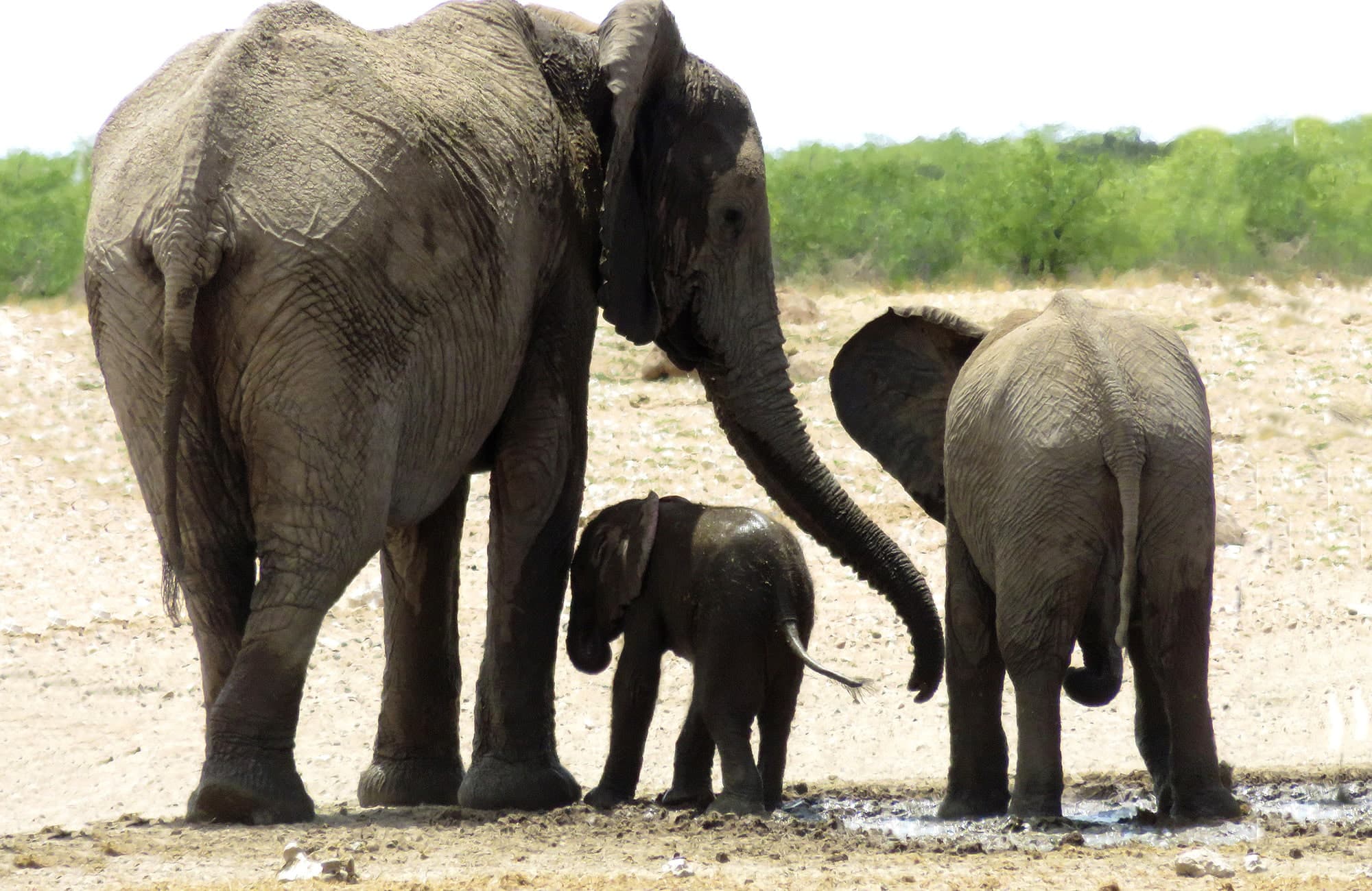 Elephant with calf, Etosha, Namibia