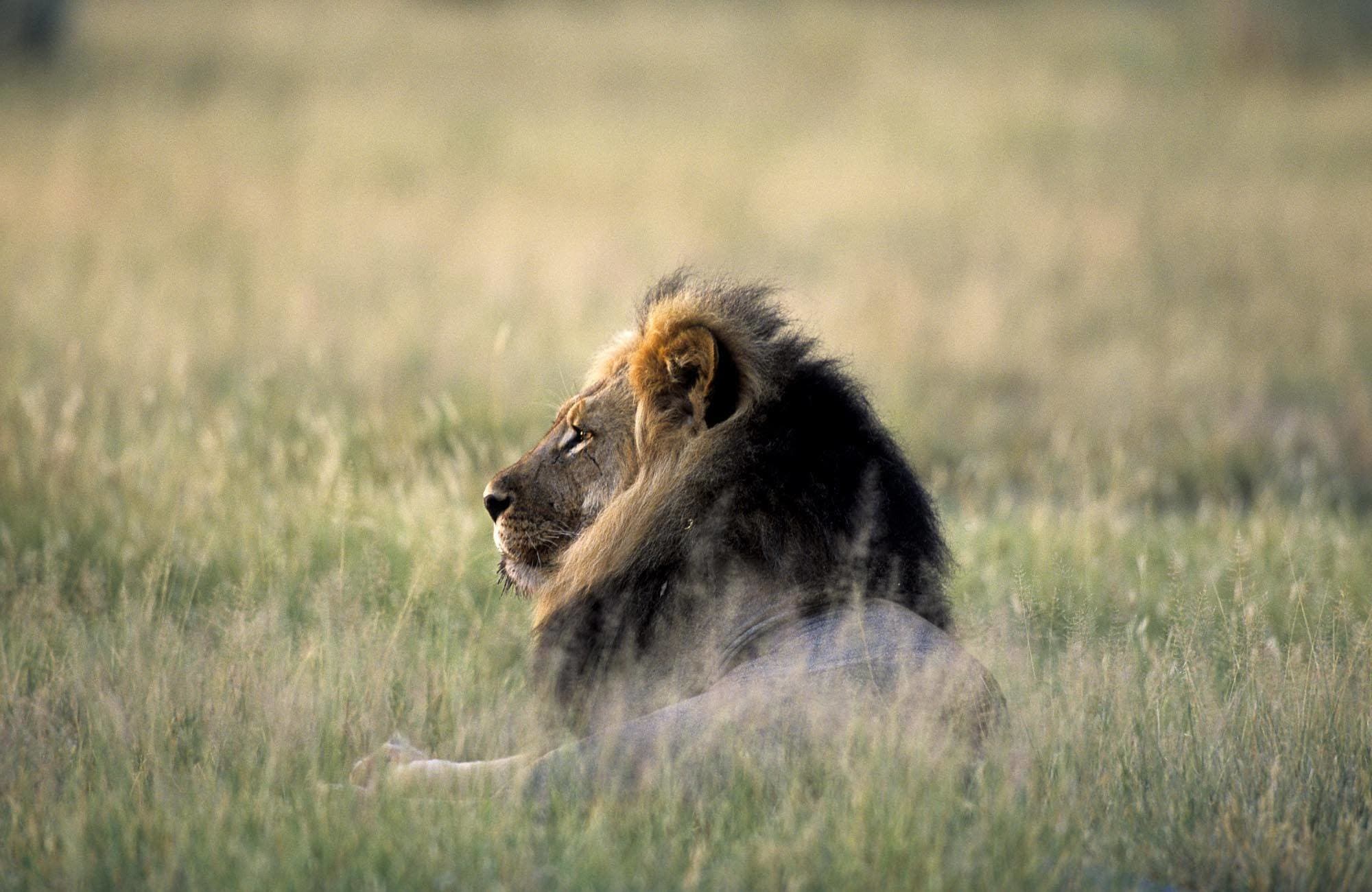 Lion in tall grass, Etosha, Namibia
