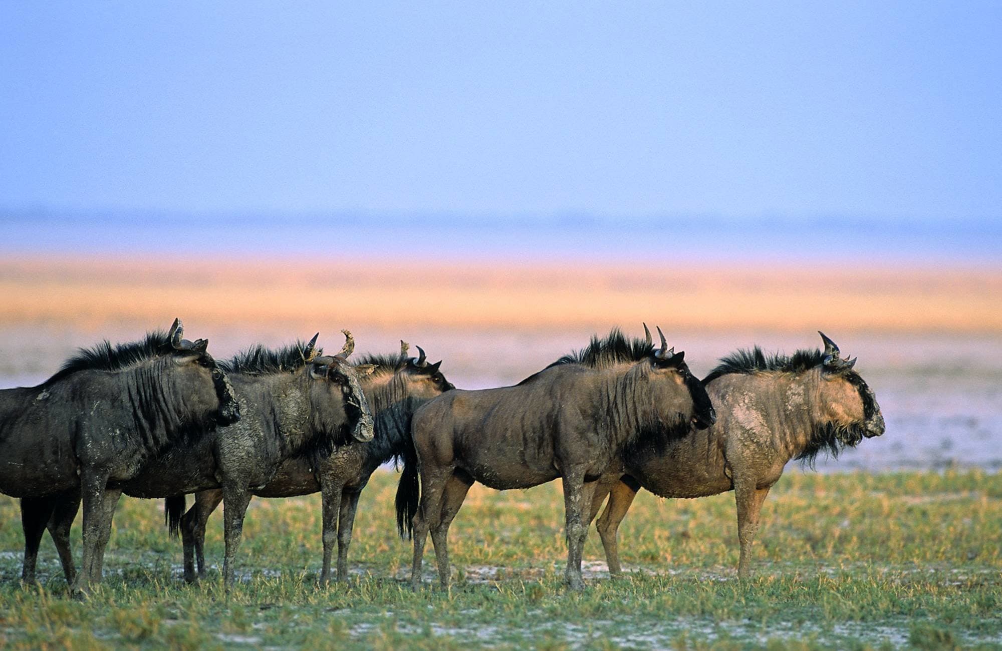 Wildebeest, Etosha, Namibia