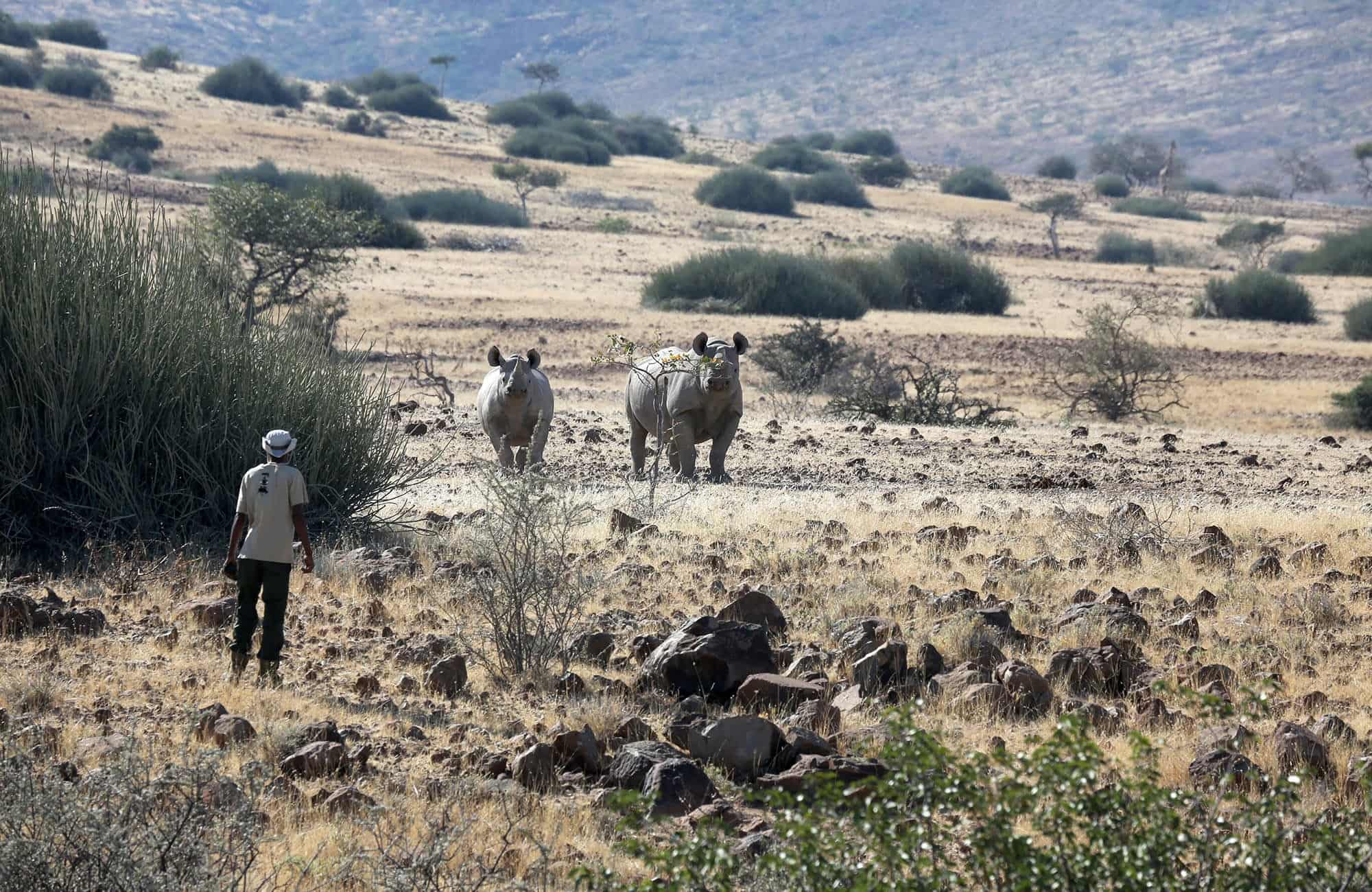 Rhinos with a guide, Damaraland, Namibia