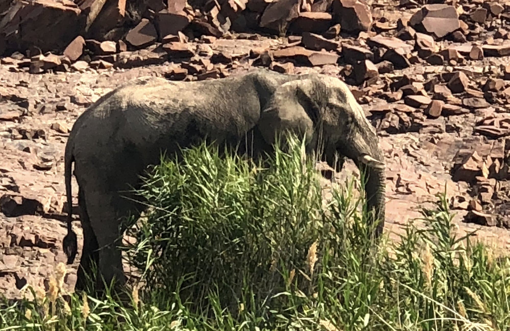 Elephant, Damaraland, Namibia