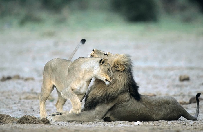 Löwin und Löwe, Etosha, Namibia