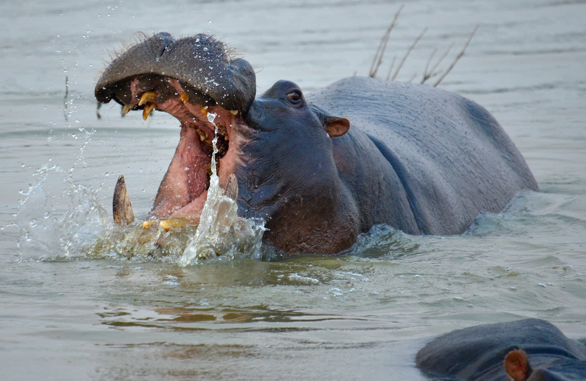 Flusspferd mit offenem Maul im Wasser, Sambesi-Region, Caprivi, Namibia