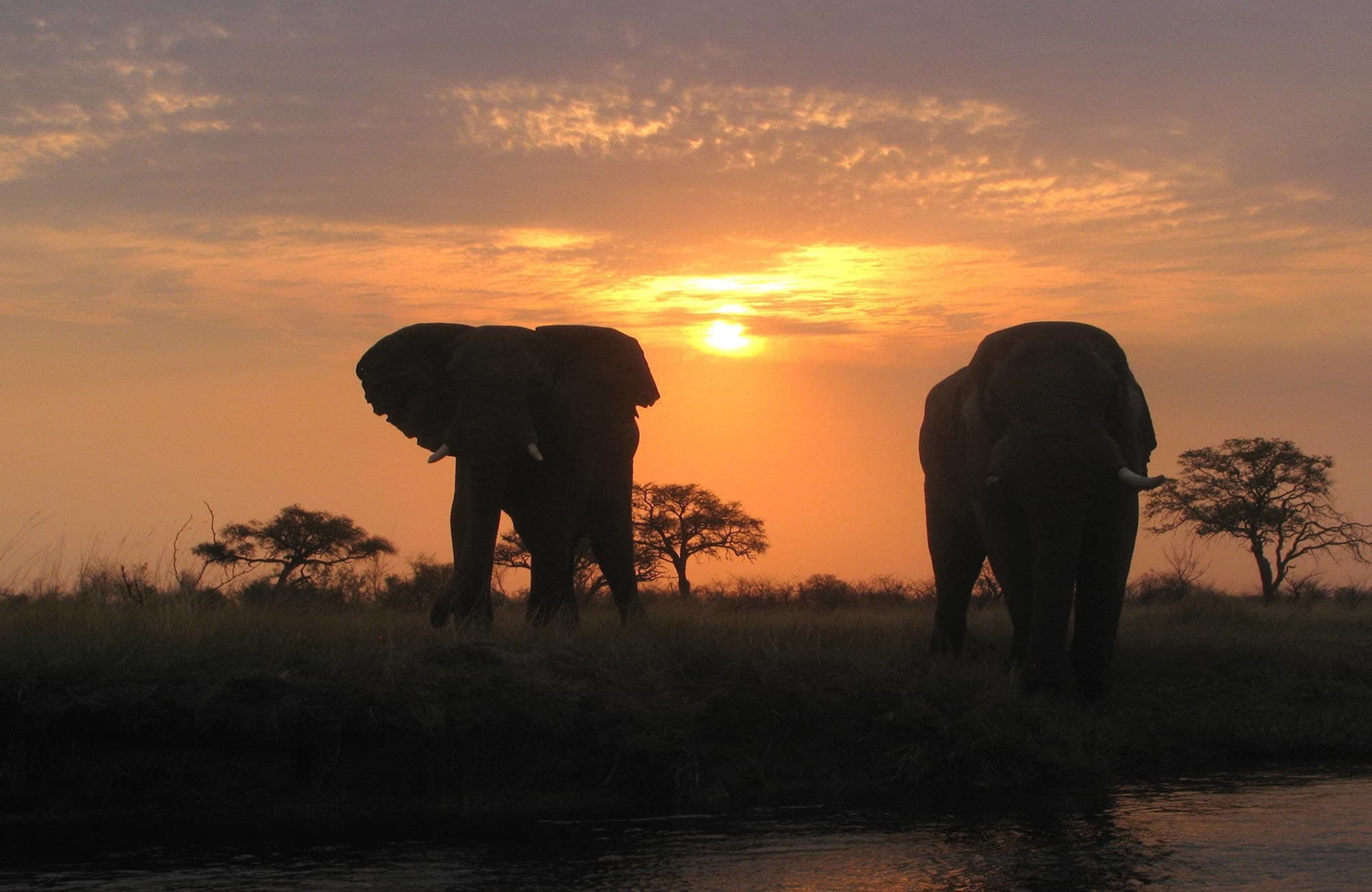 Elefanten bei Sonnenuntergang, Sambesi-Region, Caprivi, Namibia