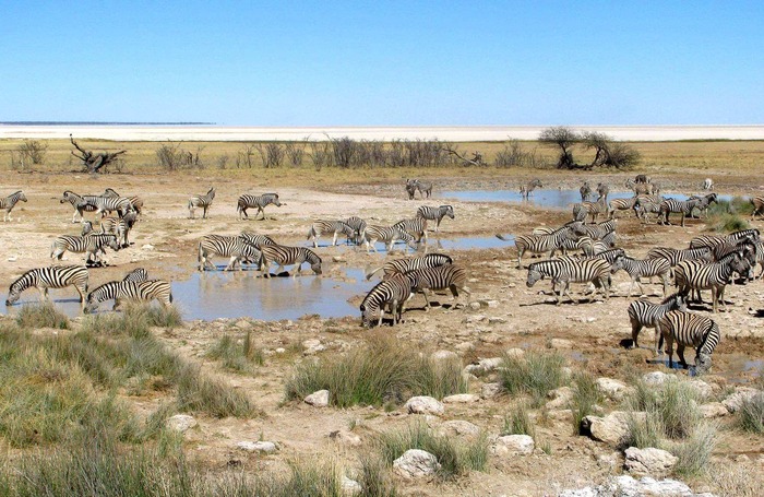 Zebras am Wasserloch, Etosha, Namibia