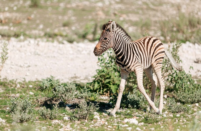 Zebrafohlen am Wasserloch, Etosha, Namibia