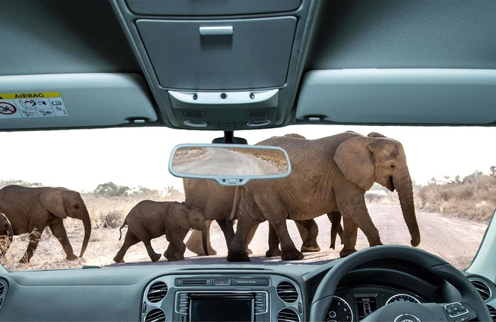 Elefanten kreuzen die Straße, aus dem Autofenster gesehen, Namibia