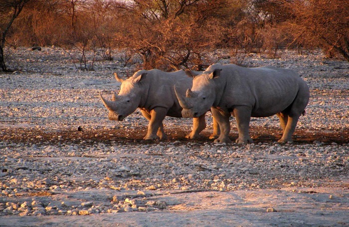 Nashörner, Damaraland, Namibia