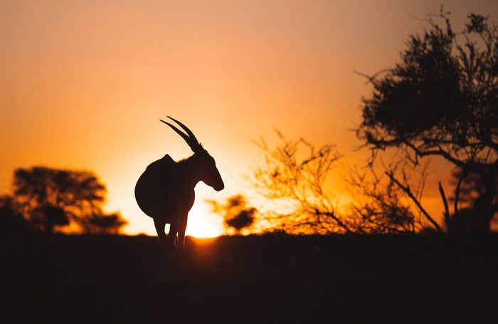 Eland bei Sonnenuntergang, Etosha, Namibia