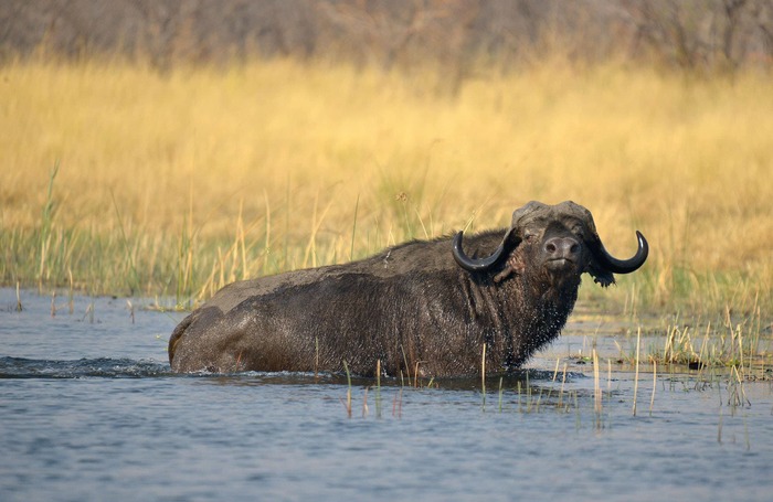 Büffel im Wasser, Sambesi-Region, Caprivi, Namibia