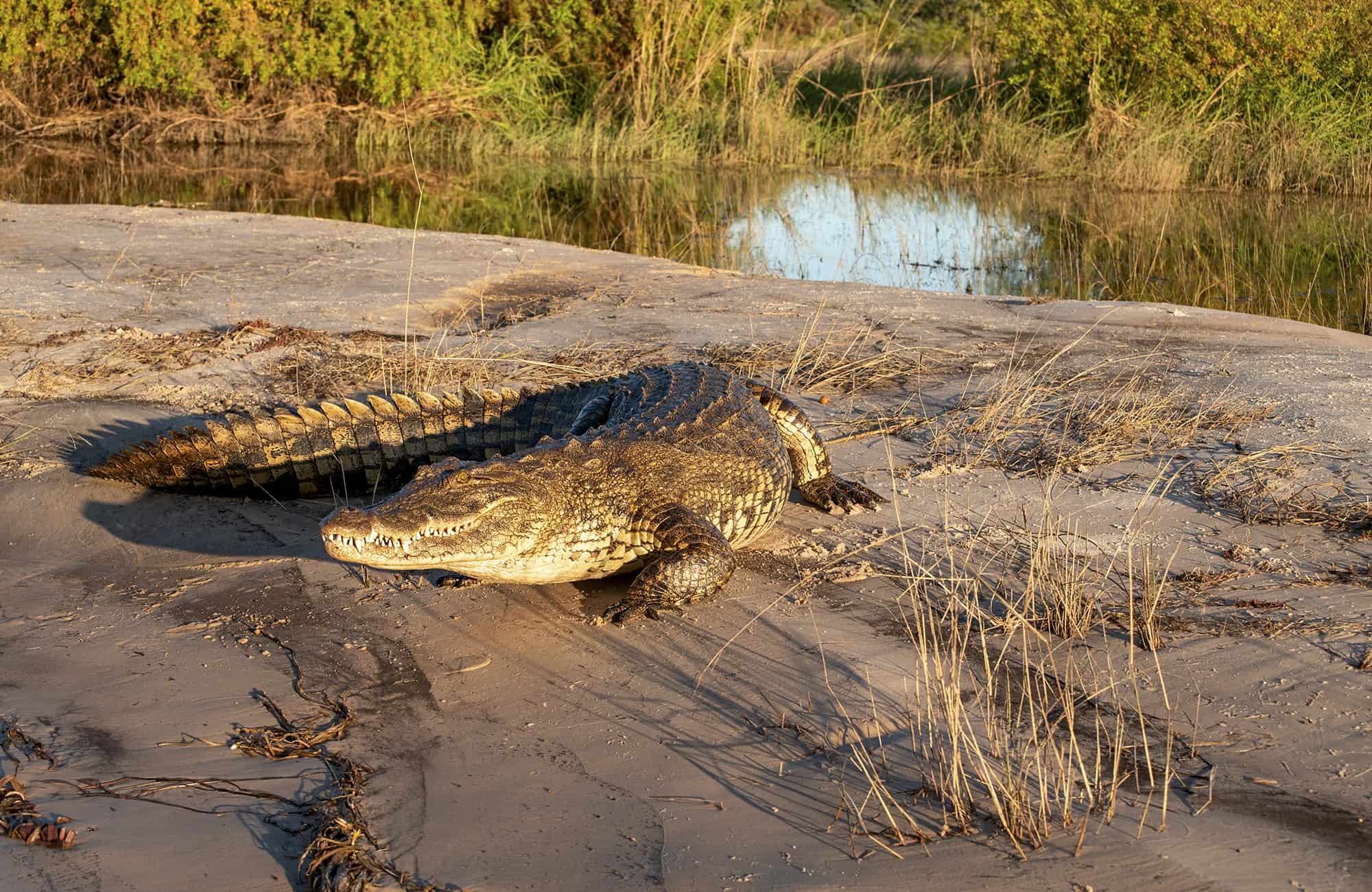 Krokodil am Flussufer, Sambesi-Region, Caprivi, Namibia