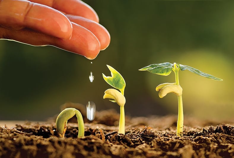 Hand watering seedlings