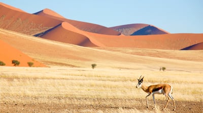 Springbok on open plains