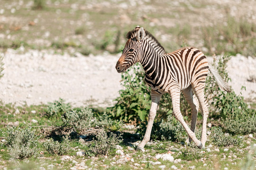 Etosha Safari Camping2go