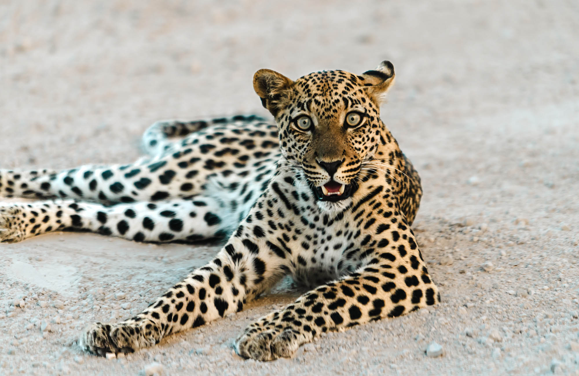 The Ekipa Etosha