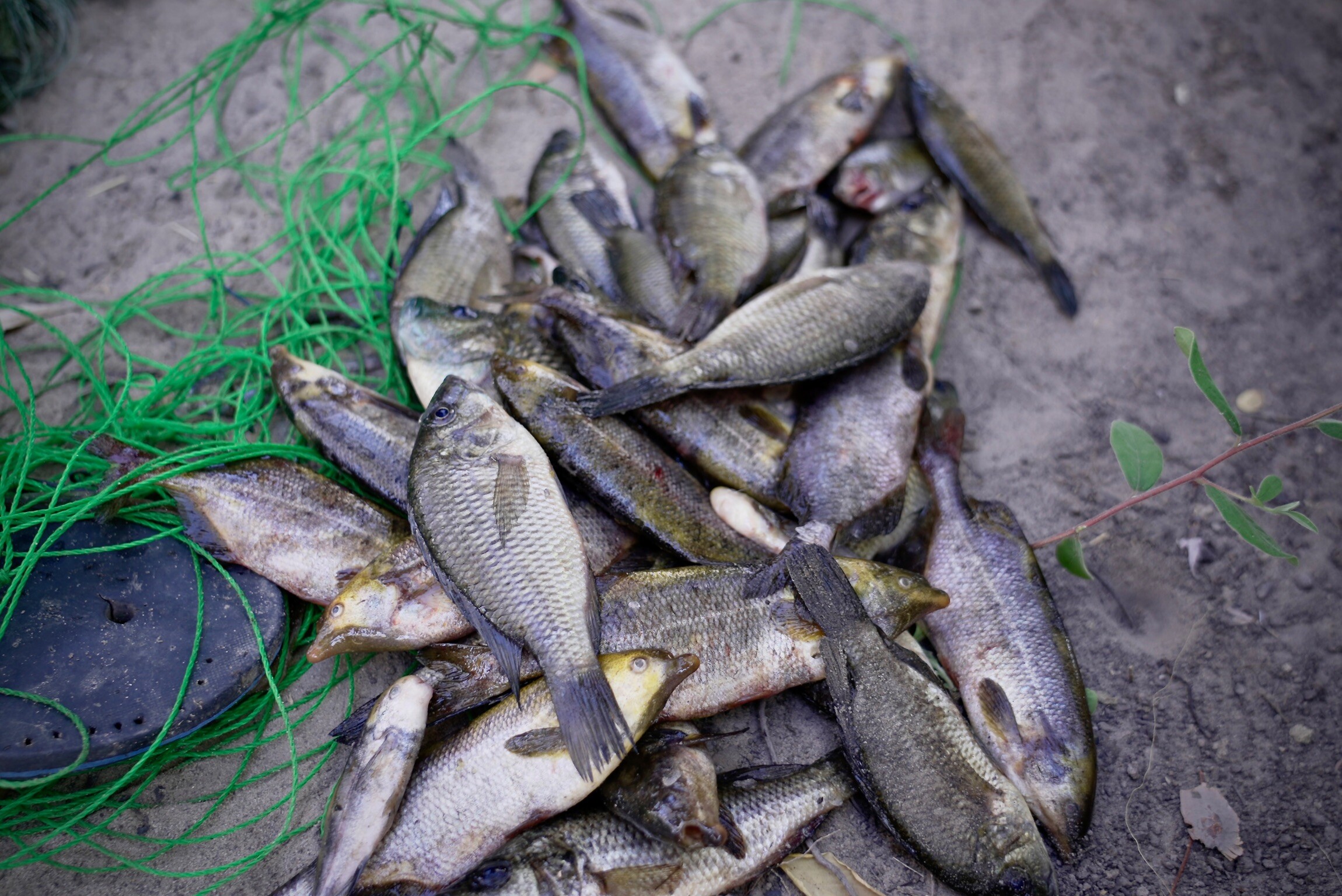 MealForTwo community photo 2