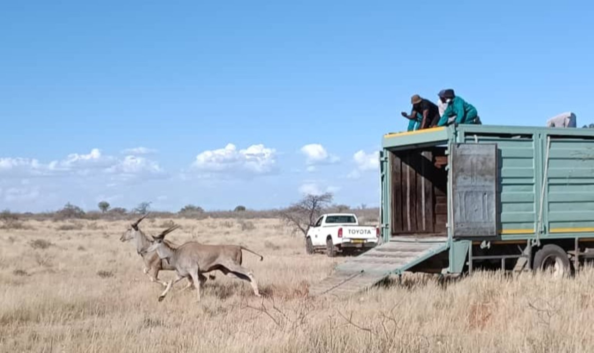 Gondwana’s Kalahari Anib Park welcomed 15 eland this weekend, the first release since 2015