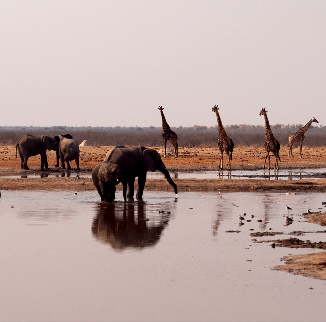 Environmental Health