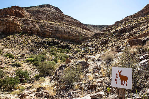 Canyon Klipspringer Camps