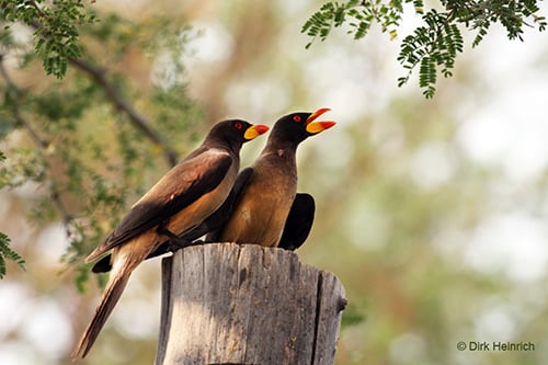 Chobe River Camp