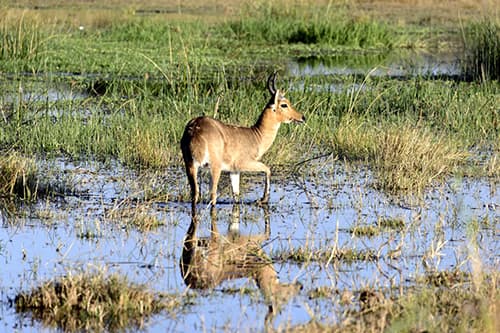 Chobe River Camp