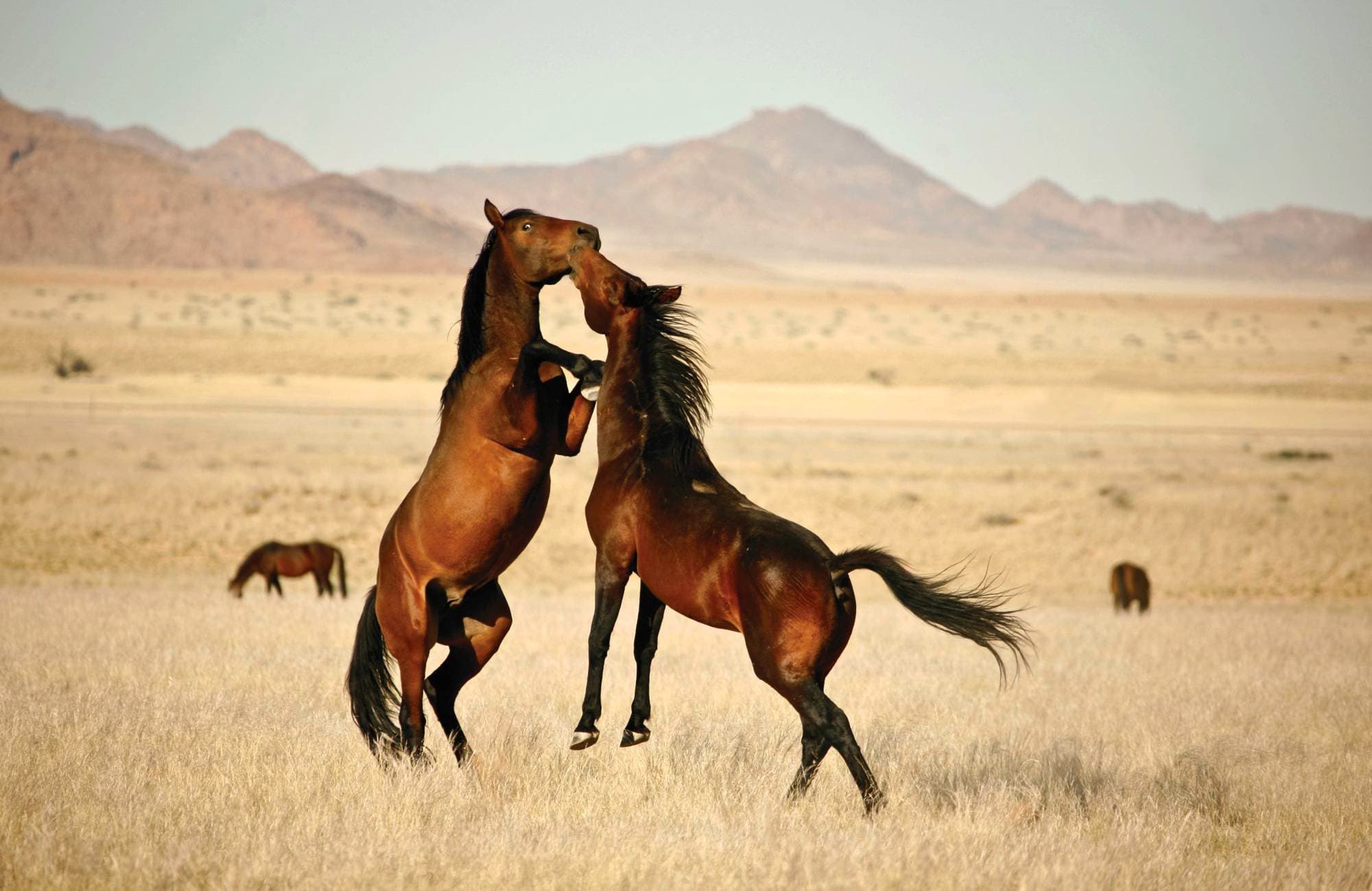 Desert Horse Inn