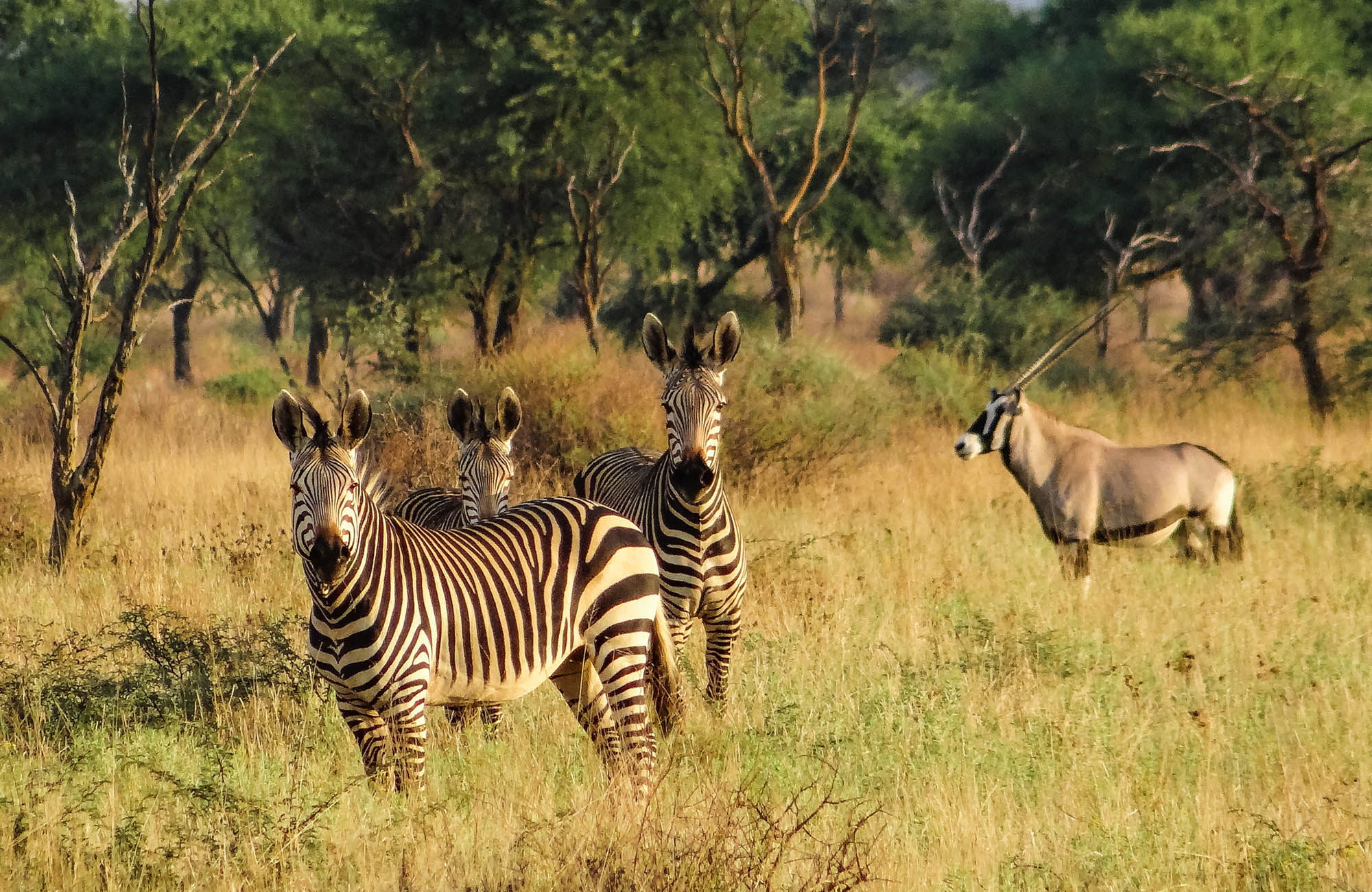 Okapuka Safari Lodge